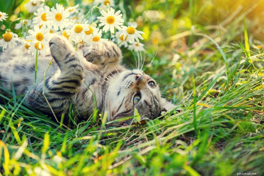 Is Your Pet Suffering from Pollen Allergies? Learn How to Spot the Signs