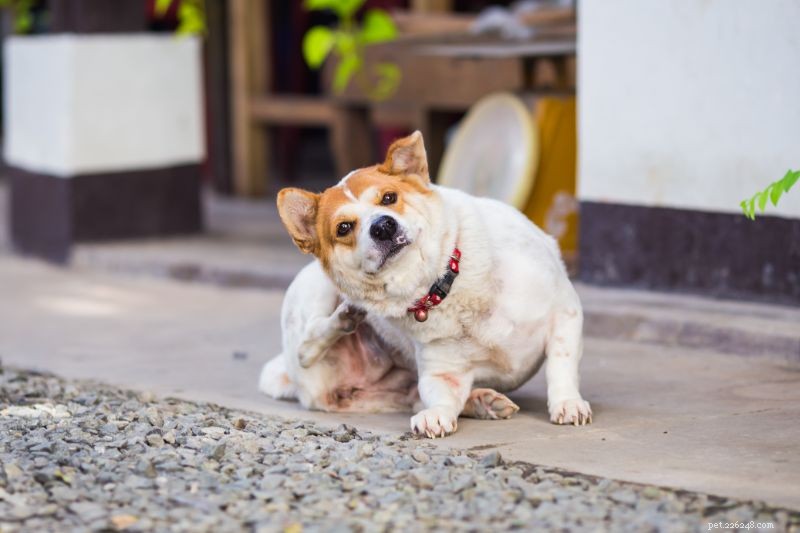 Seasonal Allergies & Insect Bites: Keeping Pets Healthy and Comfortable