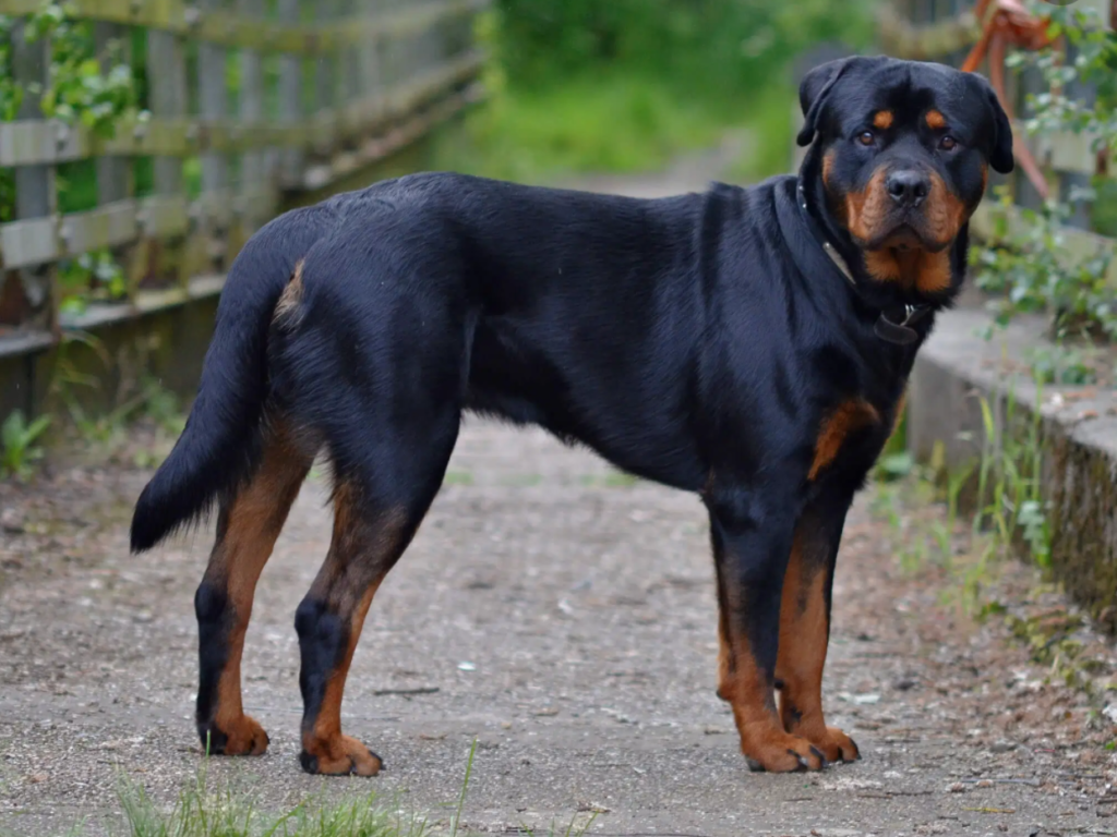 Rottweiler Breed Guide: Personality, Health, and Care Essentials
