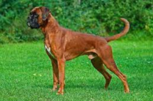 Top 15 Dogs for Single Men: 2024 Expert Review & Buying Guide