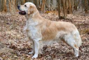 Top 15 Dogs for Single Men: 2024 Expert Review & Buying Guide
