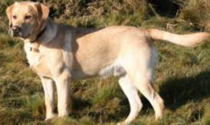 Top 15 Dogs for Single Men: 2024 Expert Review & Buying Guide