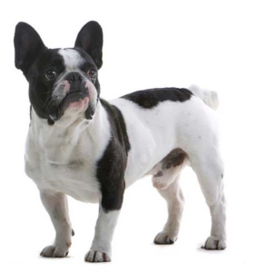 Top 15 Dogs for Single Men: 2024 Expert Review & Buying Guide