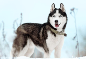 Top 15 Dogs for Single Men: 2024 Expert Review & Buying Guide