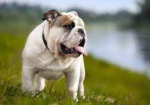 Top 15 Dogs for Single Men: 2024 Expert Review & Buying Guide