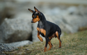 Top 15 Dogs for Single Men: 2024 Expert Review & Buying Guide