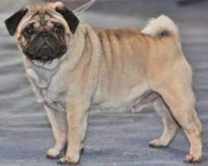 Top 15 Dogs for Single Men: 2024 Expert Review & Buying Guide