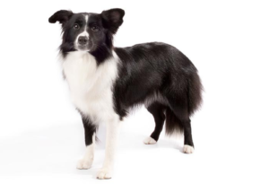 Top 15 Dogs for Single Men: 2024 Expert Review & Buying Guide