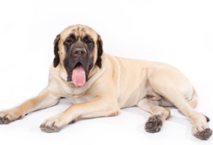 Top 15 Dogs for Single Men: 2024 Expert Review & Buying Guide