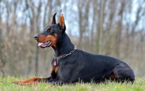 Top 15 Dogs for Single Men: 2024 Expert Review & Buying Guide
