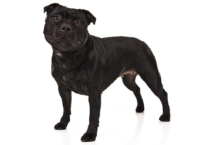 Top 15 Dogs for Single Men: 2024 Expert Review & Buying Guide