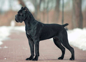Top 15 Dogs for Single Men: 2024 Expert Review & Buying Guide