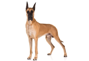 Top 15 Dogs for Single Men: 2024 Expert Review & Buying Guide