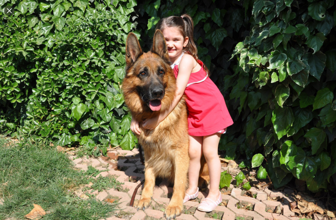 Can German Shepherds Coexist with Children? A Comprehensive Guide