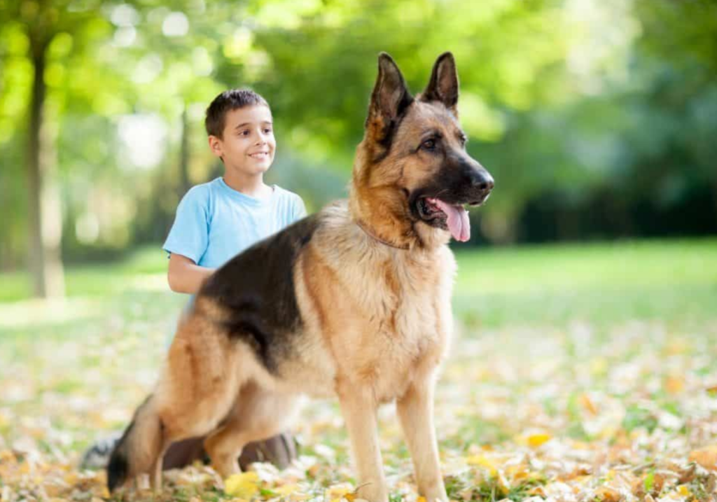 Can German Shepherds Coexist with Children? A Comprehensive Guide