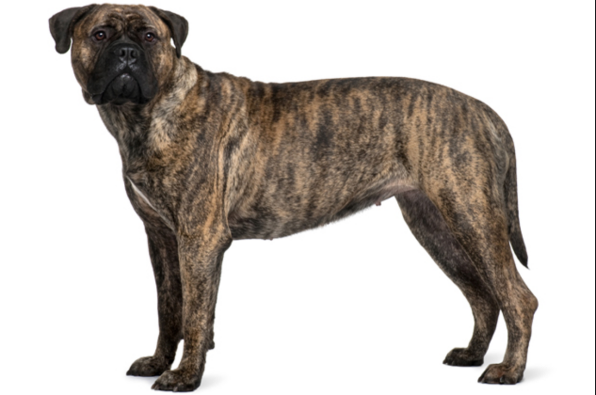 Top 10 Guard Dog Breeds of 2022 – Expert Reviews & Traits