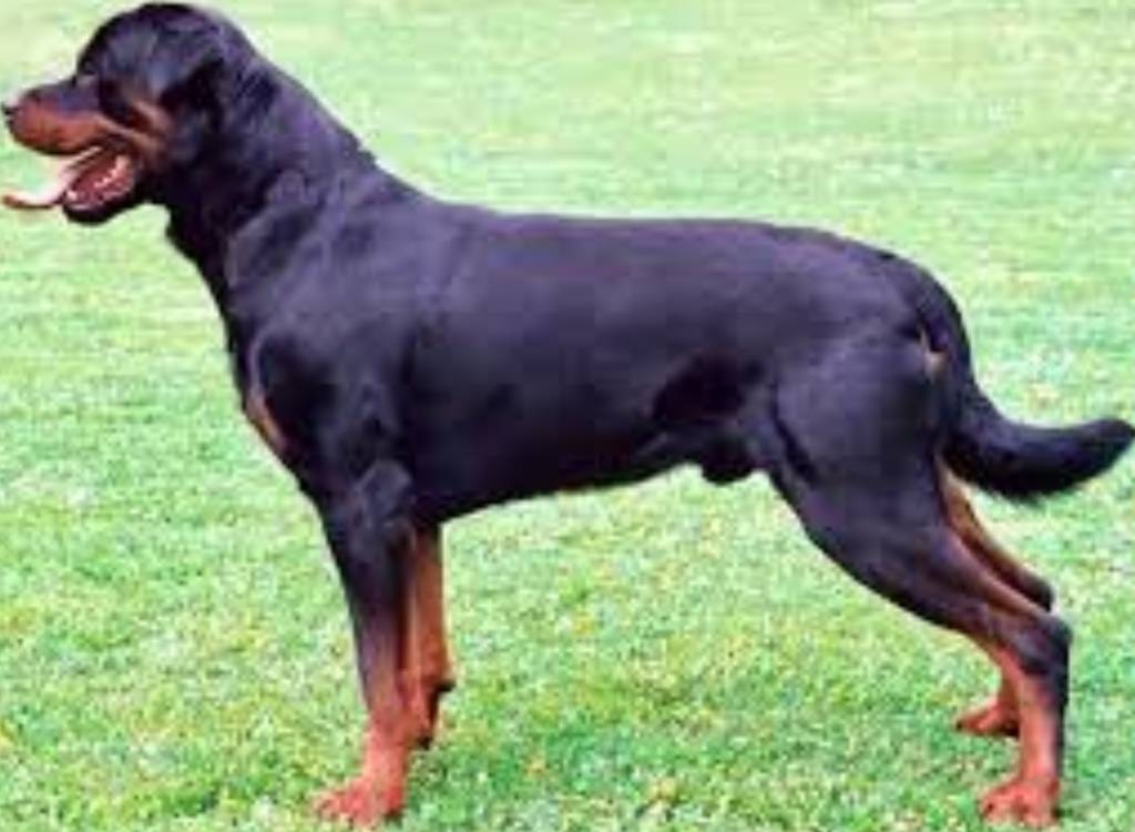 Top 10 Guard Dog Breeds of 2022 – Expert Reviews & Traits