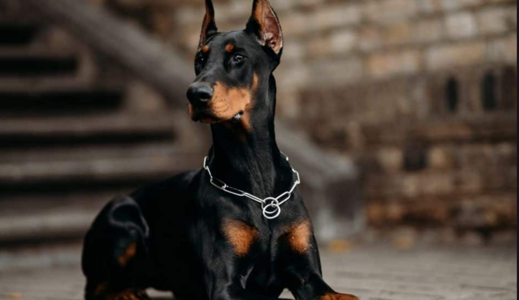 Top 10 Guard Dog Breeds of 2022 – Expert Reviews & Traits