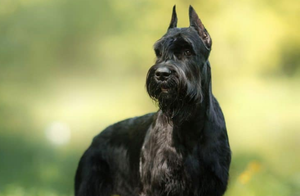 Top 10 Guard Dog Breeds of 2022 – Expert Reviews & Traits