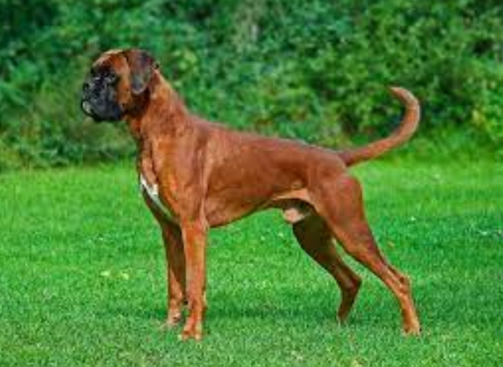 Top 10 Guard Dog Breeds of 2022 – Expert Reviews & Traits