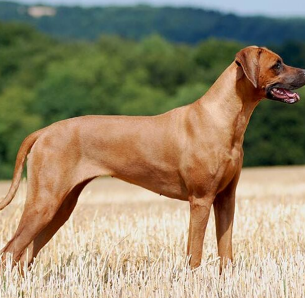 Top 10 Guard Dog Breeds of 2022 – Expert Reviews & Traits