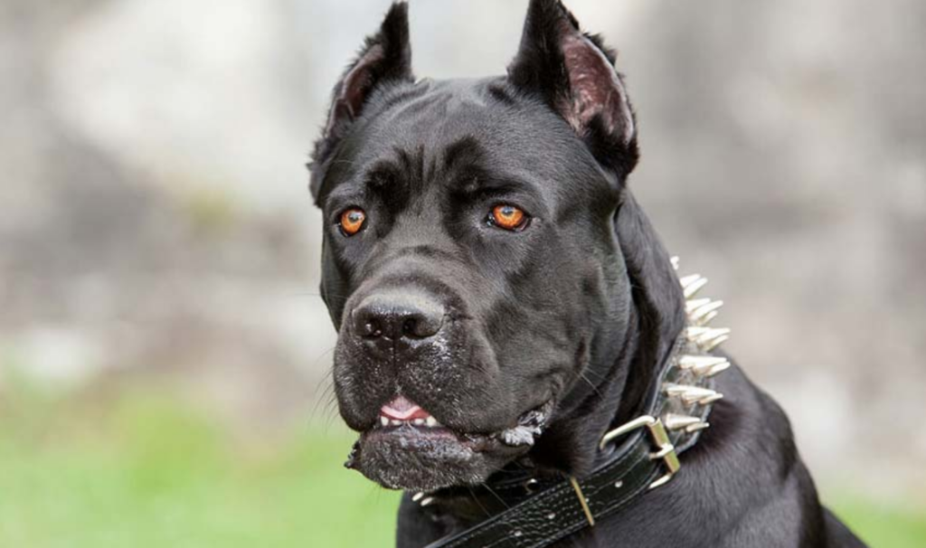 Top 10 Guard Dog Breeds of 2022 – Expert Reviews & Traits