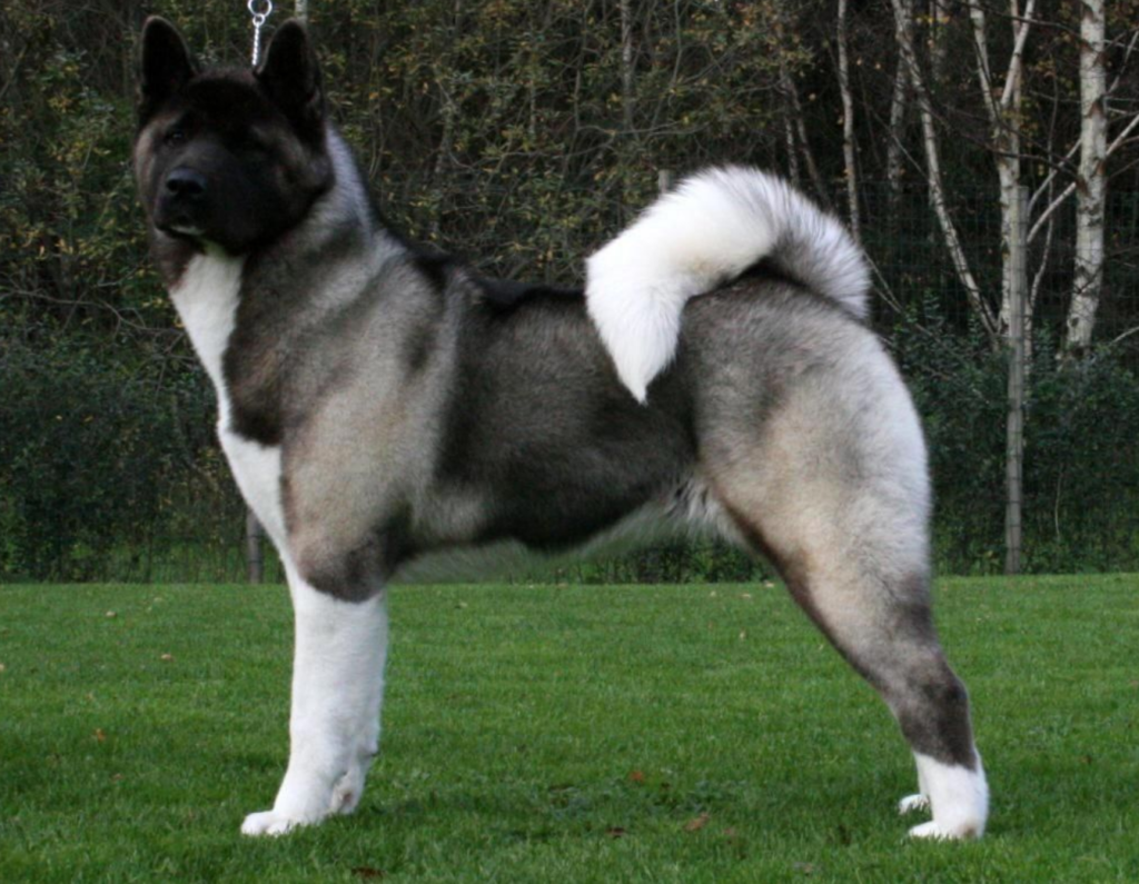 Top 10 Guard Dog Breeds of 2022 – Expert Reviews & Traits