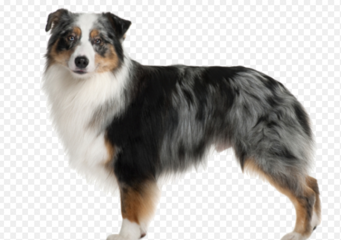 Australian Shepherd Breed Profile: Traits, History, and Health Guide