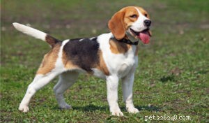 20 Small Dog Breeds with Exceptional Health Profiles