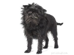 20 Small Dog Breeds with Exceptional Health Profiles