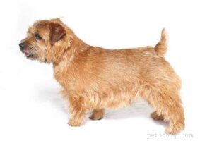 20 Small Dog Breeds with Exceptional Health Profiles