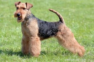 20 Small Dog Breeds with Exceptional Health Profiles