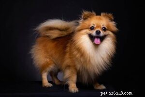 20 Small Dog Breeds with Exceptional Health Profiles