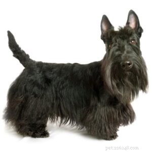 20 Small Dog Breeds with Exceptional Health Profiles