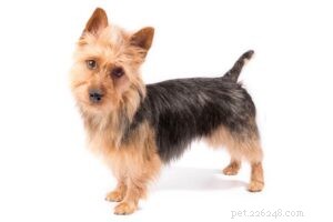 20 Small Dog Breeds with Exceptional Health Profiles