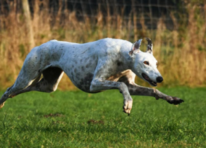 25 Most Healthy Dog Breeds: Low-Maintenance Choices for Longevity