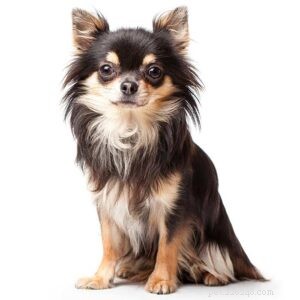 25 Most Healthy Dog Breeds: Low-Maintenance Choices for Longevity