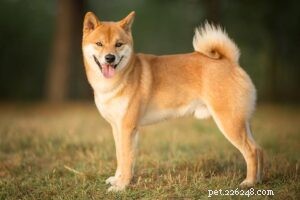 25 Most Healthy Dog Breeds: Low-Maintenance Choices for Longevity