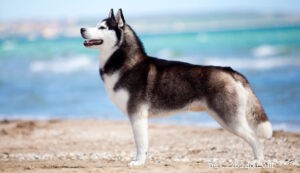 25 Most Healthy Dog Breeds: Low-Maintenance Choices for Longevity