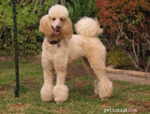 25 Most Healthy Dog Breeds: Low-Maintenance Choices for Longevity