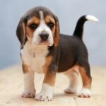 25 Most Healthy Dog Breeds: Low-Maintenance Choices for Longevity