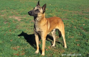 25 Most Healthy Dog Breeds: Low-Maintenance Choices for Longevity
