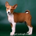 25 Most Healthy Dog Breeds: Low-Maintenance Choices for Longevity