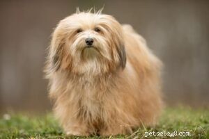 25 Most Healthy Dog Breeds: Low-Maintenance Choices for Longevity