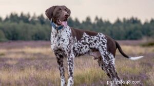 25 Most Healthy Dog Breeds: Low-Maintenance Choices for Longevity