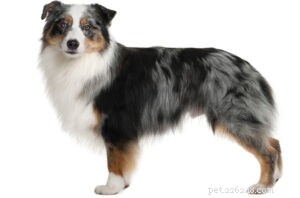 25 Most Healthy Dog Breeds: Low-Maintenance Choices for Longevity