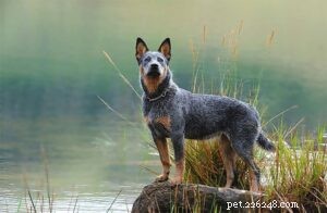 25 Most Healthy Dog Breeds: Low-Maintenance Choices for Longevity