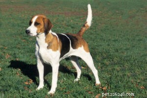 25 Most Healthy Dog Breeds: Low-Maintenance Choices for Longevity