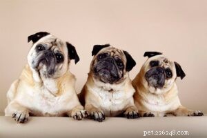 25 Most Healthy Dog Breeds: Low-Maintenance Choices for Longevity