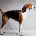 25 Most Healthy Dog Breeds: Low-Maintenance Choices for Longevity